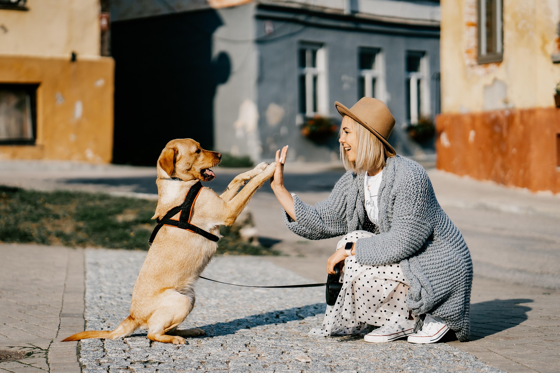 Increase Revenue with Add Ons: A Pet Care Provider's Guide
